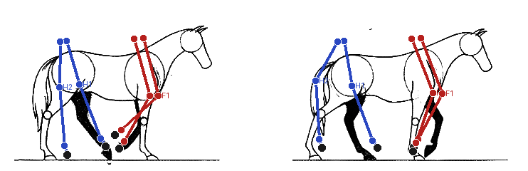 Animation alaysis attempt